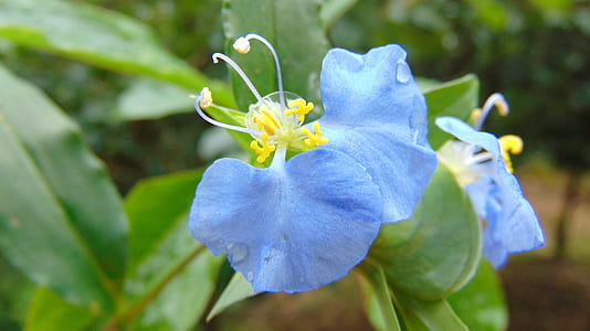 close-up photo of purple dayflower thumbnail