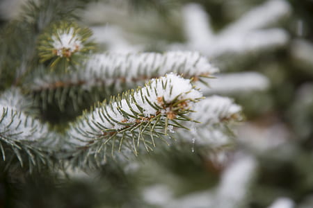 Selective Focus Photographed of Green Leaf Plant With Snows thumbnail