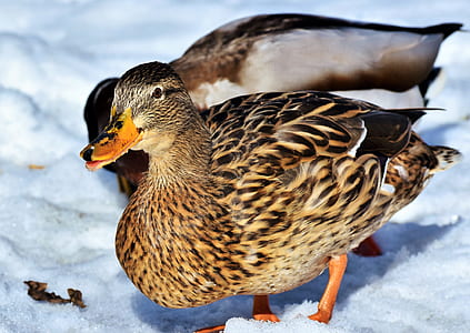 two brown ducks on snow land thumbnail