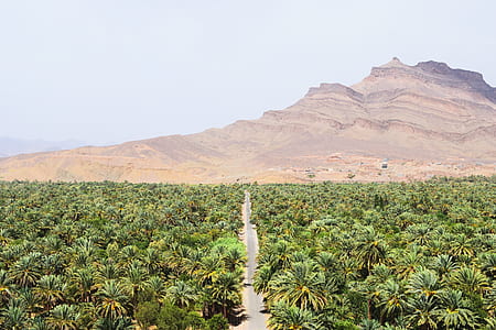 landscape photo of palm trees with mountain thumbnail