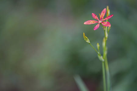 nature, plant, flower, pink thumbnail