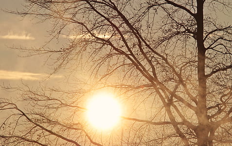 silhouette of bare tree during daytime thumbnail