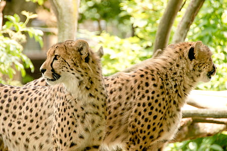 photo of two cheetahs thumbnail