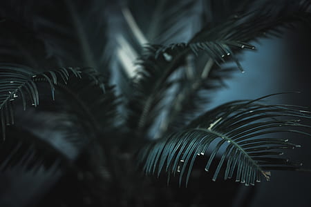 shallow focus photography of sago palm thumbnail