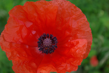 macro shot of orange flower thumbnail