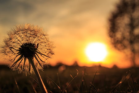 closeup photography of dandelion thumbnail