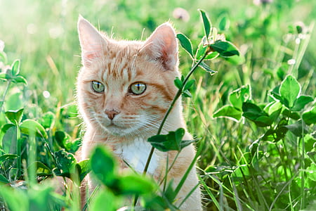 orange tabby cat on grass field thumbnail