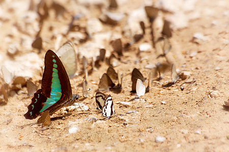 Butterfly, Ban Krang Camp thumbnail