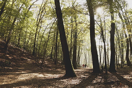 two people walking on forest thumbnail