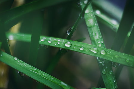 selective focus of grass with water drops thumbnail