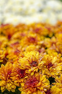 yellow-petaled flowers thumbnail