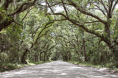 gray pathway between trees thumbnail