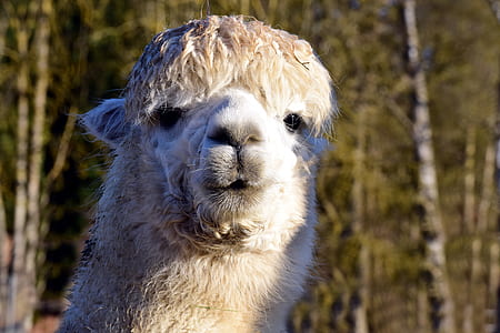 closeup photo of llama's face thumbnail