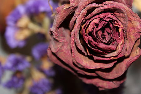 close up photo of red rose flower thumbnail