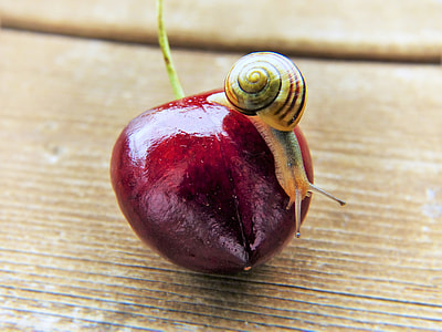 snail on red fruit thumbnail