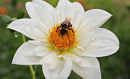 black bee on white petaled flower thumbnail