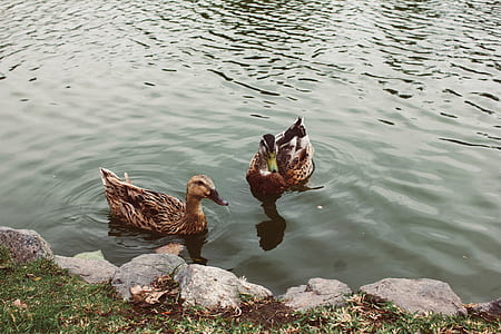 two brown ducks floating on body of water thumbnail
