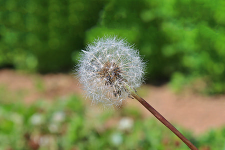white dandelion thumbnail