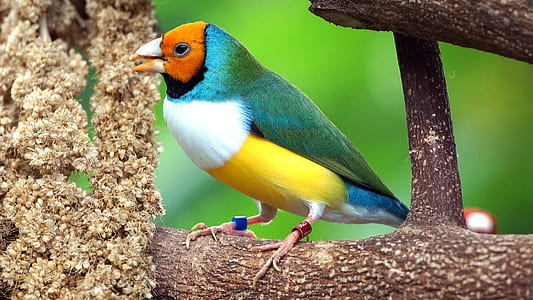 white, orange, yellow, and blue bird perched on tree trunk at daytime thumbnail