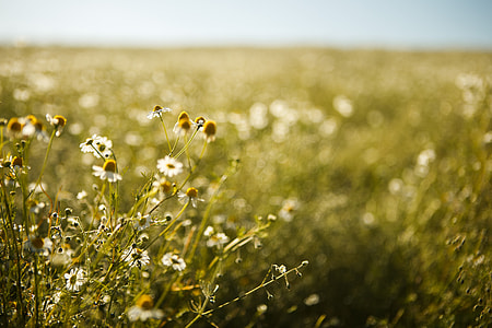 white chamomile flowers thumbnail