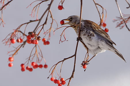 brown and white bird fetched on tree branch thumbnail