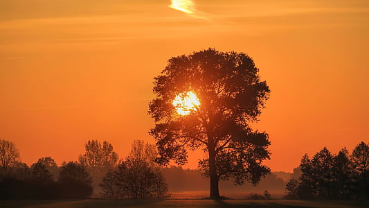 silhouette of tree thumbnail