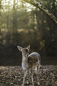 selective focus photography of deer kid thumbnail