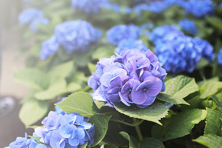 closeup photo of purple hydrangea flowers during daytime thumbnail
