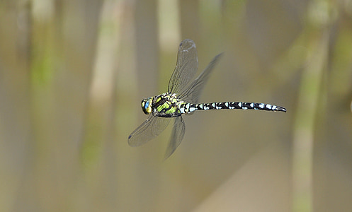 flying green and black skimmer dragonfly in close-up photography during daytime thumbnail
