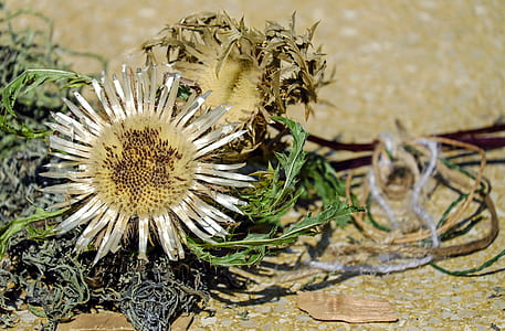 white petaled flower on brown surface thumbnail