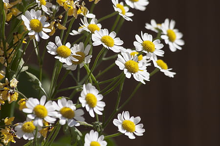 white flower bloom close-up photography thumbnail