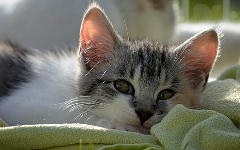 white and and gray kitten thumbnail