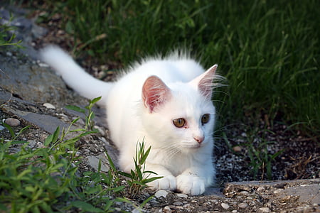 white cat sitting on green grass thumbnail