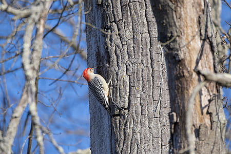 Gray and Red Woodpecker thumbnail