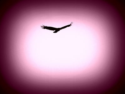 black bird flying artwork thumbnail