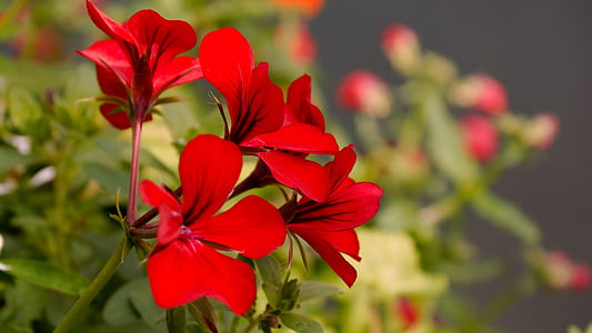 red flowers thumbnail