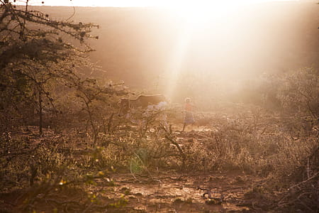 Photo of Man Chasing Cow on Forest thumbnail