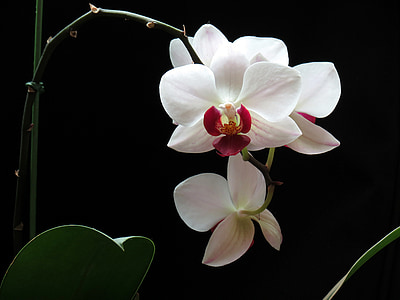 white orchid flowers thumbnail