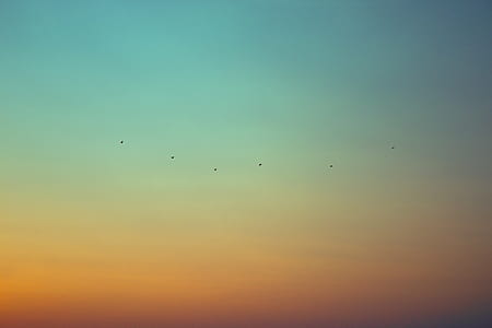 photo of flock of birds forming line thumbnail