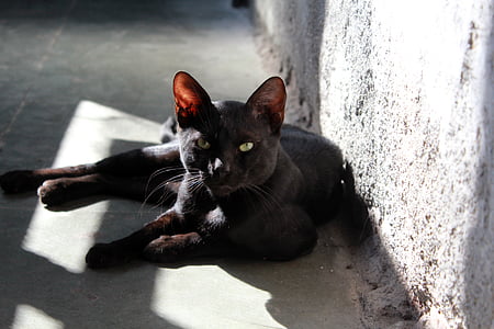 black cat lying on gray concrete pavement thumbnail
