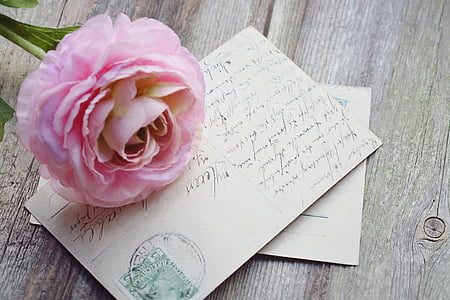 pink flower with greeting card thumbnail