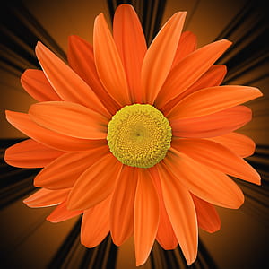 closeup photo of orange daisy thumbnail