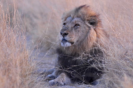 male lion lying on brown grass field thumbnail