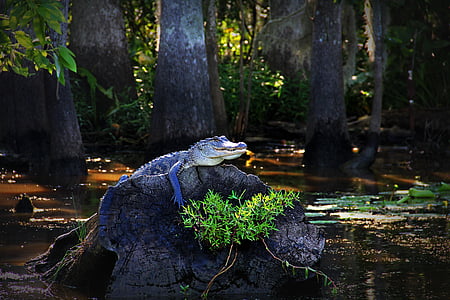 alligator on wood slab thumbnail