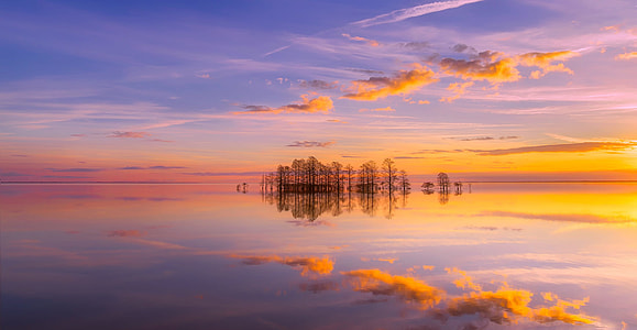 black trees reflecting on water thumbnail