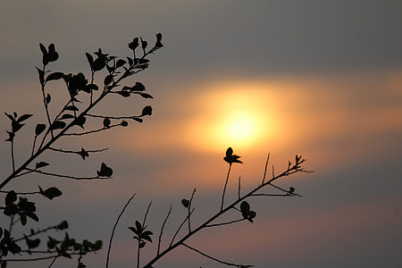 silhouette of plant at sunser thumbnail