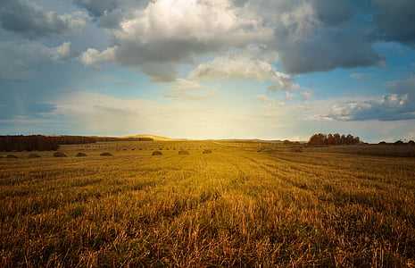brown grass field under cloudy sky thumbnail