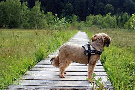 tan dog on dock thumbnail