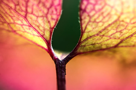 macro photo of purple and green leaf thumbnail