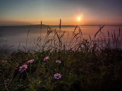 purple petaled flower near body of water during golden hour thumbnail